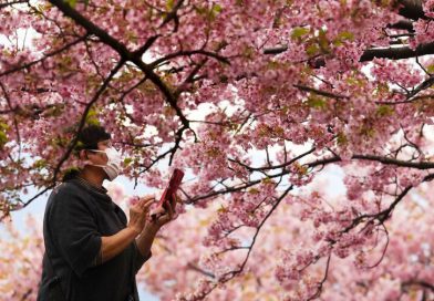 Lịch ngắm mùa hoa anh đào Nhật Bản mới nhất 2024