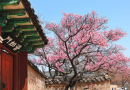 Du lịch Hàn Quốc hoa anh đào đẹp nhất vào tháng mấy? Chi tiết lịch ngắm