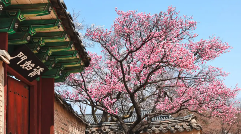 Du lịch Hàn Quốc hoa anh đào đẹp nhất vào tháng mấy? Chi tiết lịch ngắm