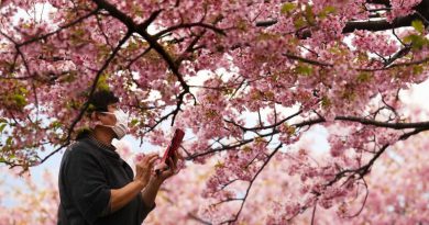 [Chi tiết] Lịch ngắm hoa anh đào cực thơ ở Nhật Bản